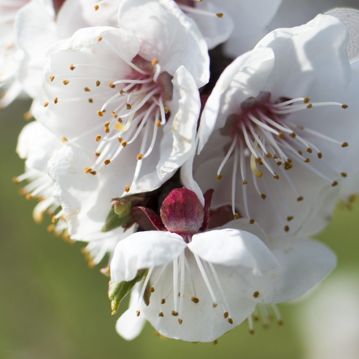 Marillenblüte Wachau